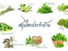 สมุนไพร ยาไทย ใช้ได้ทุกฤดู
