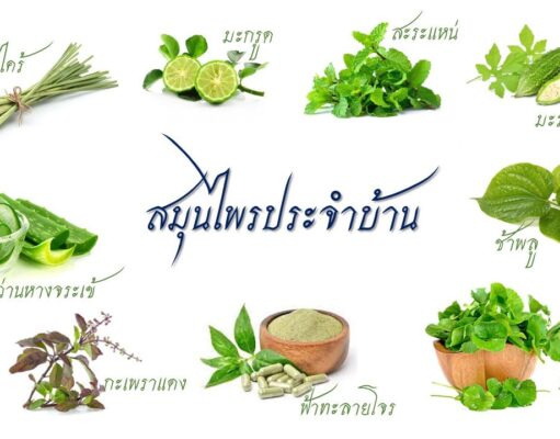 สมุนไพร ยาไทย ใช้ได้ทุกฤดู