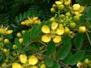 ขี้เหล็ก