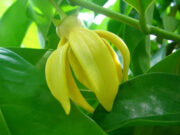 กระดังงาไทย