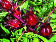 กระเจี๊ยบแดง