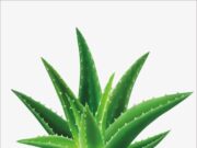 รักษาแผลพุพองด้วย..สมุนไพรว่านหางจระเข้