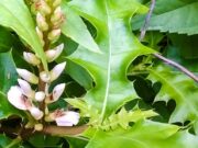 เหงือกปลาหมอ สมุนไพร สำหรับรักษา โรค ผิวหนัง ผื่นคัน กลากเกลื้อน