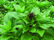 โหระพา บรรเทาโรคเข่าเสื่อม