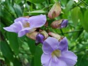 “รางจืด” สุดยอดสมุนไพรล้างพิษ