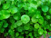 “ใบบัวบก” สรรพคุณนอกจากแก้ช้ำในยังช่วยลดความดันโลหิตสูง