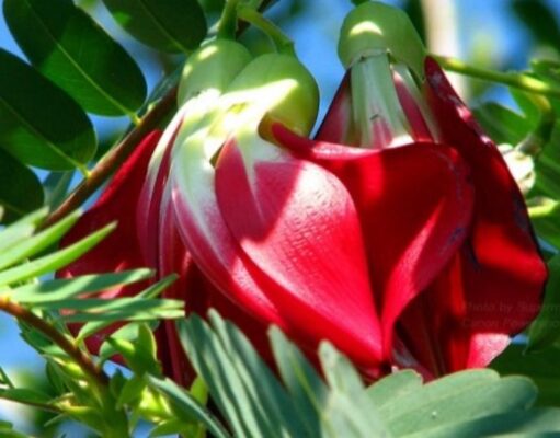 แคดอกขาว แคดอกแดง ยาแก้ไข้ ลดความร้อน