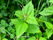 สาบเสือ วัชพืชมหัศจรรย์ ประโยชน์ดีๆ สรรพคุณเด่นๆ