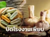 วิกฤตโรงงานสมุนไพรเสี่ยงปิดตัว
