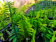 ทำความรู้จัก สรรพคุณและประโยชน์ของ “ว่านตีนตะขาบ”