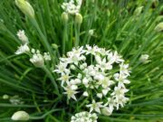 “กุยช่าย” (ผักแป้น) ป้องกันมะเร็งคุณผู้ชาย ช่วยเพิ่มสมรรถภาพทางเพศอย่างดี