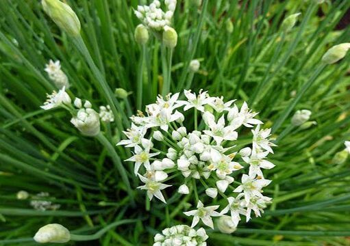 “กุยช่าย” (ผักแป้น) ป้องกันมะเร็งคุณผู้ชาย ช่วยเพิ่มสมรรถภาพทางเพศอย่างดี