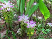 สมุนไพรสำหรับผู้หญิง