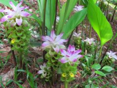 สมุนไพรสำหรับผู้หญิง