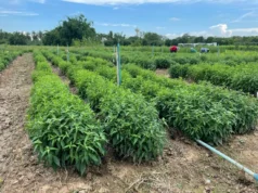 ทีมวิจัยไทย ซุ่มทำจนสำเร็จ ฟ้าทะลายโจรพันธุ์ใหม่ “กวก. พิจิตร 1” ให้ผลผลิตสูง