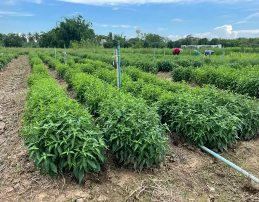 ทีมวิจัยไทย ซุ่มทำจนสำเร็จ ฟ้าทะลายโจรพันธุ์ใหม่ “กวก. พิจิตร 1” ให้ผลผลิตสูง