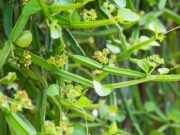 “เพชรสังฆาต” สมุนไพรดีมีประโยชน์ แต่มีข้อควรระวังที่อันตราย