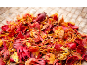 8 สุดยอด “สมุนไพรบำรุงเลือด” กินอย่างไรให้แข็งแรงจากภายในสู่ภายนอก