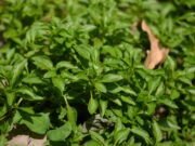 ผักเป็ด สรรพคุณและประโยชน์ของผักเป็ดขาว 28 ข้อ !