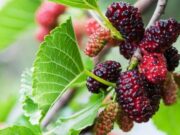 13 ผลไม้ไทยตระกูลเบอร์รี่ ช่วยต้านมะเร็งแบบไม่ต้องจ่ายแพง