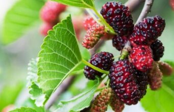 13 ผลไม้ไทยตระกูลเบอร์รี่ ช่วยต้านมะเร็งแบบไม่ต้องจ่ายแพง