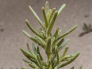 ‘ใบชะคราม’ ผักท้องถิ่น มาพร้อมกลิ่นอายทะเล