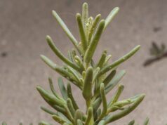 ‘ใบชะคราม’ ผักท้องถิ่น มาพร้อมกลิ่นอายทะเล