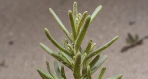 ‘ใบชะคราม’ ผักท้องถิ่น มาพร้อมกลิ่นอายทะเล