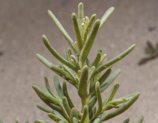 ‘ใบชะคราม’ ผักท้องถิ่น มาพร้อมกลิ่นอายทะเล