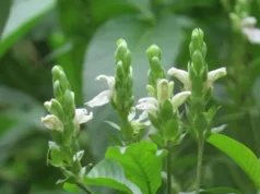 เสนียด สรรพคุณและประโยชน์ของ ต้นเสนียด!