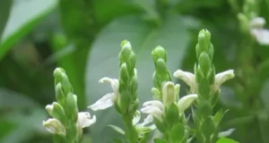 เสนียด สรรพคุณและประโยชน์ของ ต้นเสนียด!