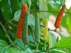 ดีปลี สรรพคุณและประโยชน์ของดีปลี