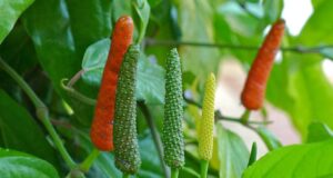 ดีปลี สรรพคุณและประโยชน์ของดีปลี