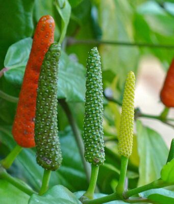 ดีปลี สรรพคุณและประโยชน์ของดีปลี