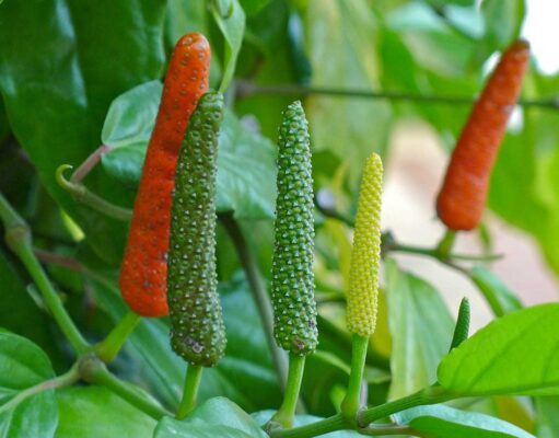 ดีปลี สรรพคุณและประโยชน์ของดีปลี