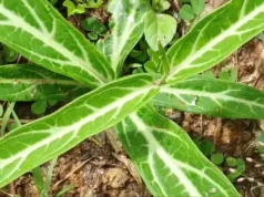 “พญารากหอม” สมุนไพรไทยมาแรงและแพงที่สุด สรรพคุณเทียบชั้นโสมเกาหลี