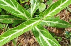 “พญารากหอม” สมุนไพรไทยมาแรงและแพงที่สุด สรรพคุณเทียบชั้นโสมเกาหลี