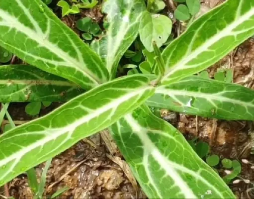 “พญารากหอม” สมุนไพรไทยมาแรงและแพงที่สุด สรรพคุณเทียบชั้นโสมเกาหลี