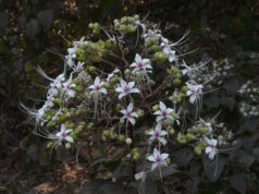 22 สมุนไพรไทย ที่เสี่ยงต่อการสูญพันธุ์!