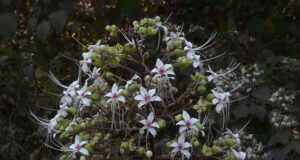 22 สมุนไพรไทย ที่เสี่ยงต่อการสูญพันธุ์!