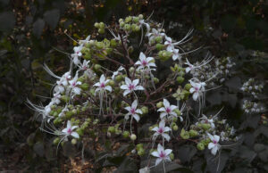 22 สมุนไพรไทย ที่เสี่ยงต่อการสูญพันธุ์!