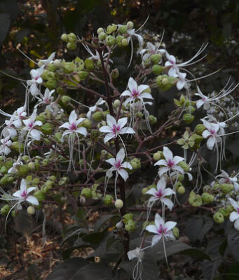 22 สมุนไพรไทย ที่เสี่ยงต่อการสูญพันธุ์!