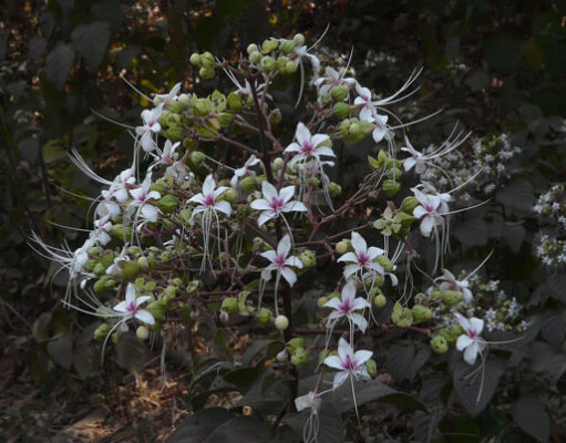 22 สมุนไพรไทย ที่เสี่ยงต่อการสูญพันธุ์!