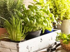 5 ผักสมุนไพรสรรพคุณเลิศ หาง่าย รักษาโรคได้หลายชนิด