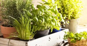 5 ผักสมุนไพรสรรพคุณเลิศ หาง่าย รักษาโรคได้หลายชนิด