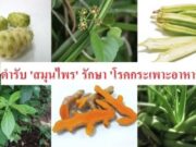 ตำรับ ‘สมุนไพร’ รักษา ‘โรคกระเพาะอาหาร’