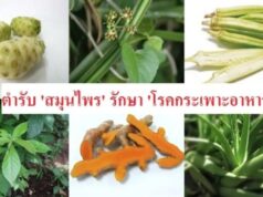 ตำรับ ‘สมุนไพร’ รักษา ‘โรคกระเพาะอาหาร’