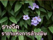 รางจืด ราชาแห่งการล้างพิษ