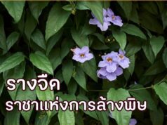 รางจืด ราชาแห่งการล้างพิษ