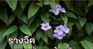 รางจืด ราชาแห่งการล้างพิษ